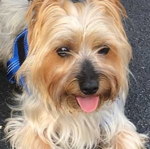 Meet your Posher, Peter